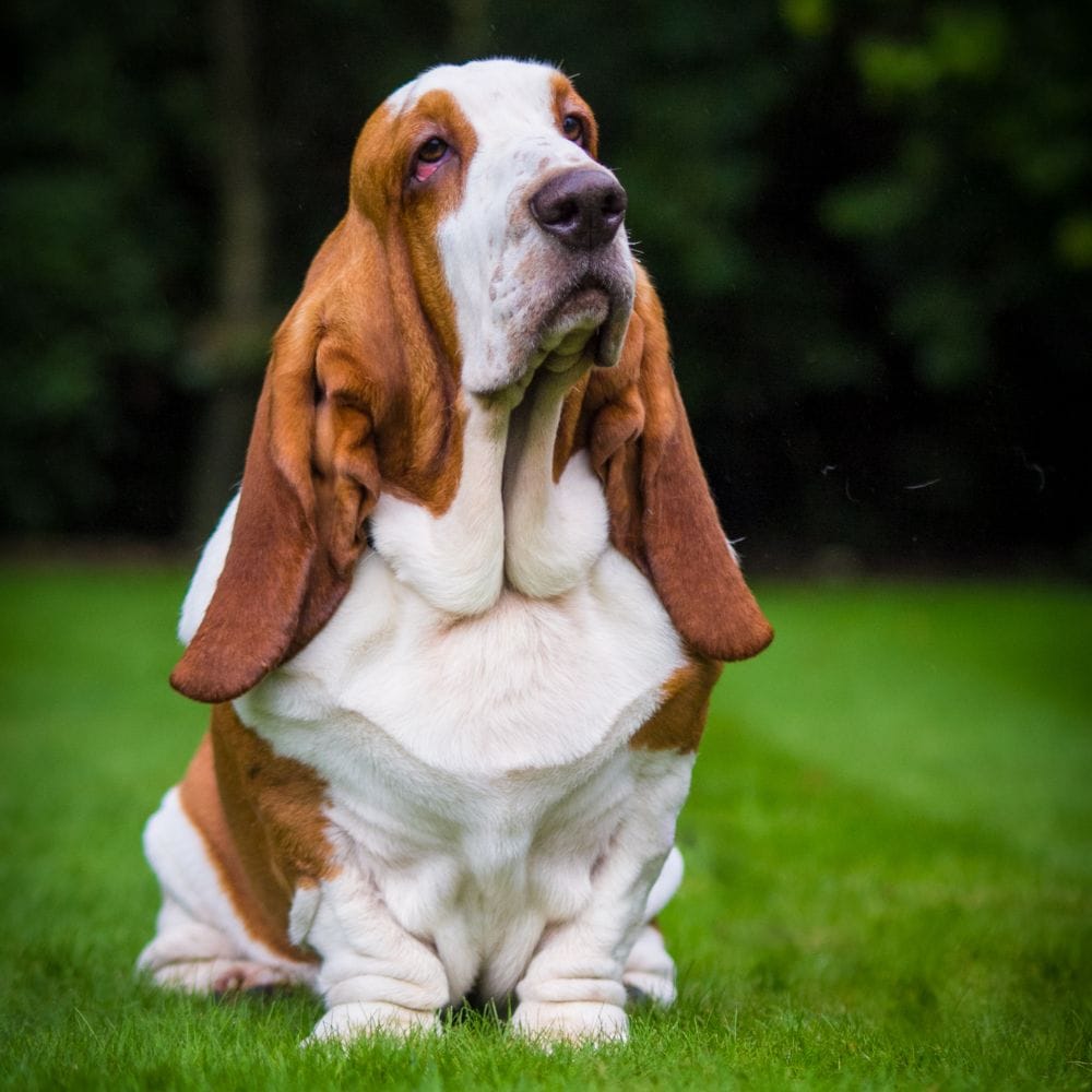 Basset House - Why Choose Bridge House Boarding Kennels