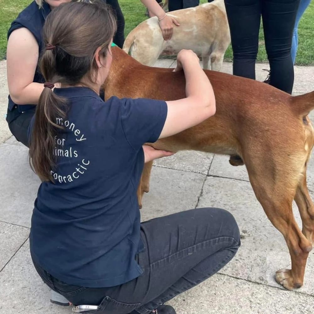 Sarah Treating Dog